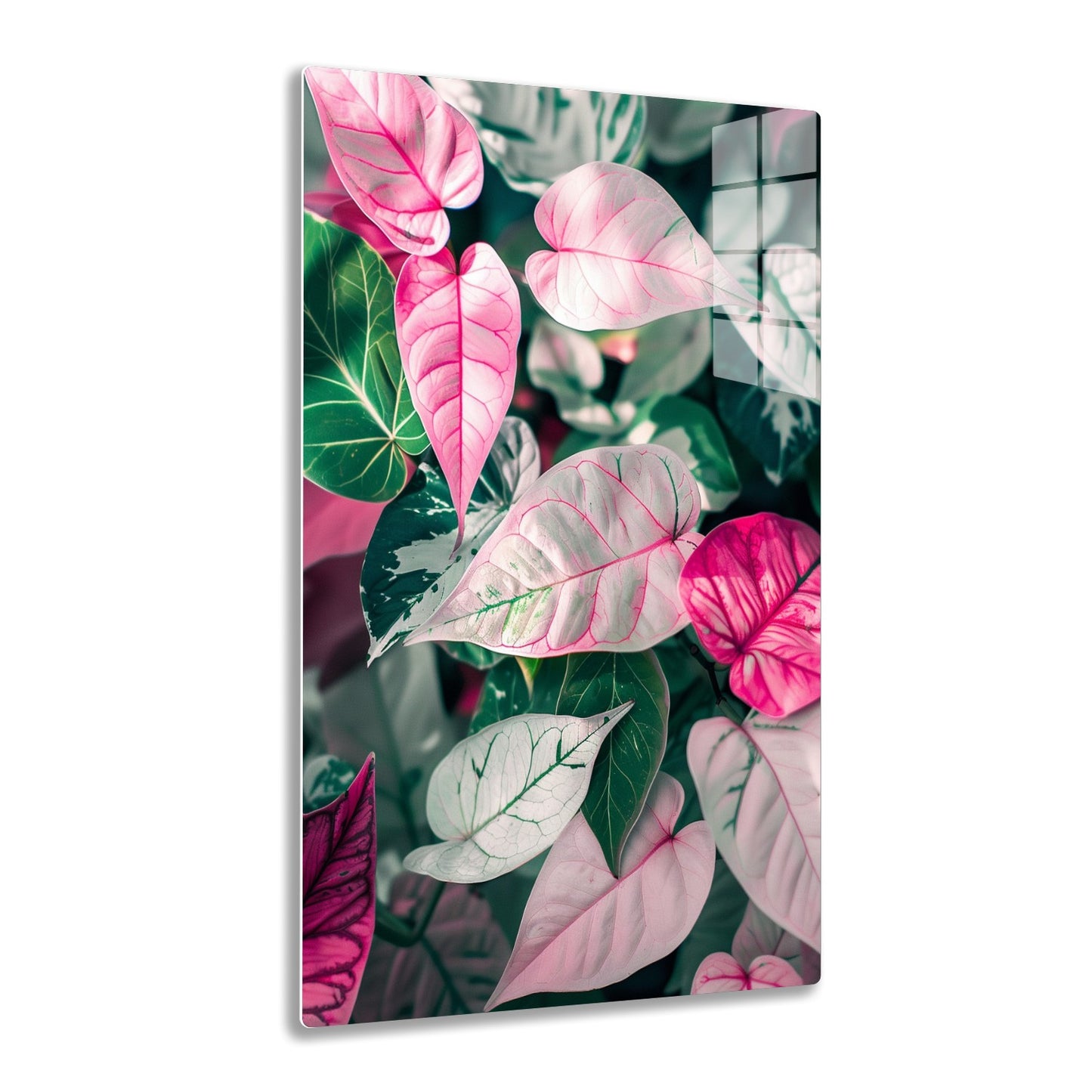 Vibrant pink and white patterned tropical leaves with veined details against a contrasting dark green background, creating an artistic botanical composition.
