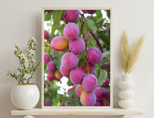 Ripe pink and orange plums hanging in a cluster on a tree branch, surrounded by green leaves.
