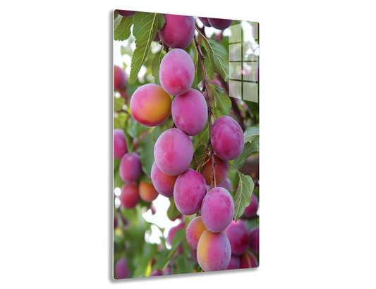 Ripe pink and orange plums hanging in a cluster on a tree branch, surrounded by green leaves.

