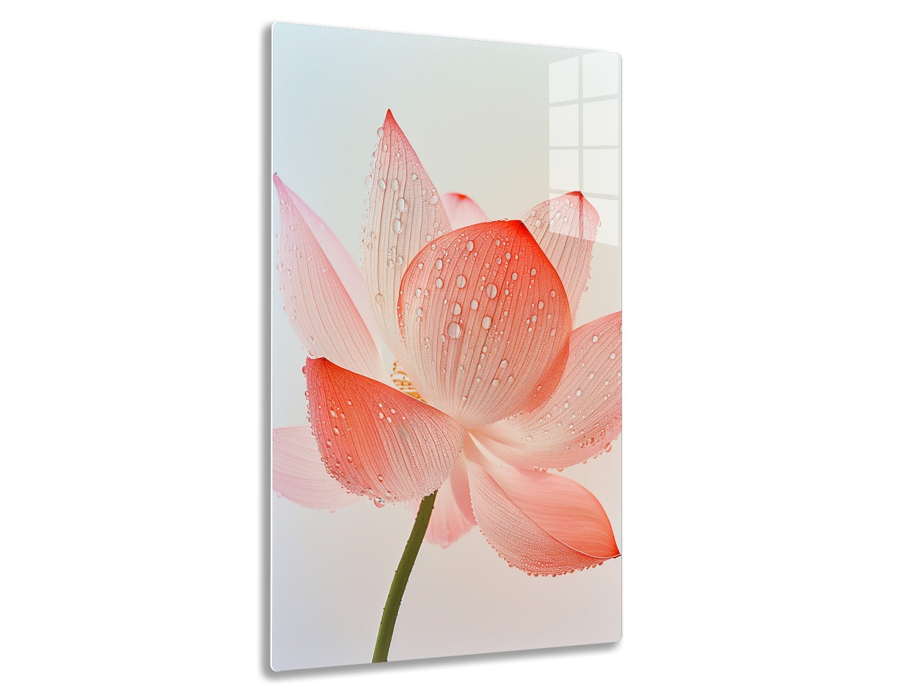 A close-up of a vibrant orange amaryllis flower, its delicate petals covered in water droplets, with a soft blurred background.
