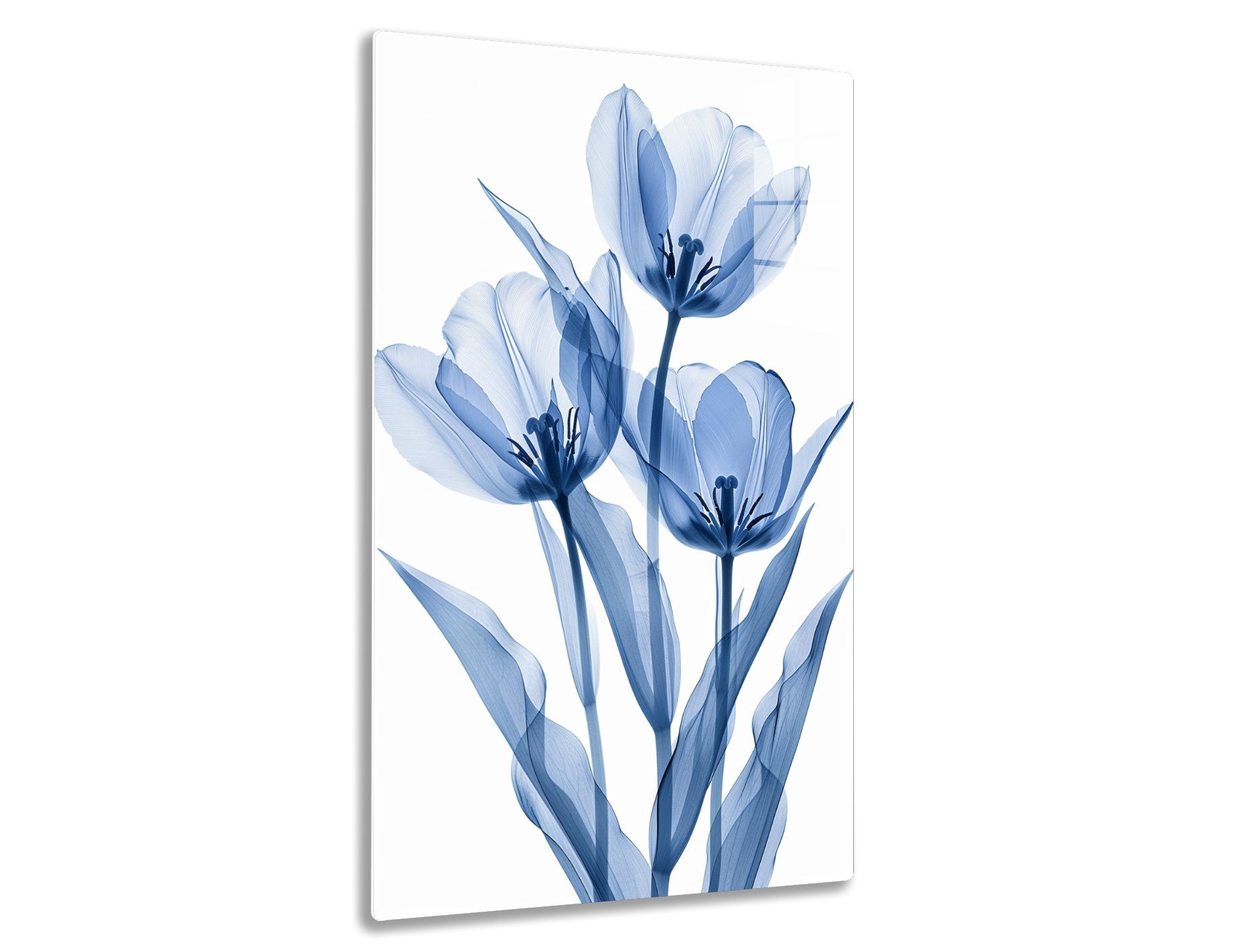 A cluster of delicate blue tulip flowers with intricate white and navy striped petals and dark blue centers, rendered in a stylized x-ray style against a white background.
